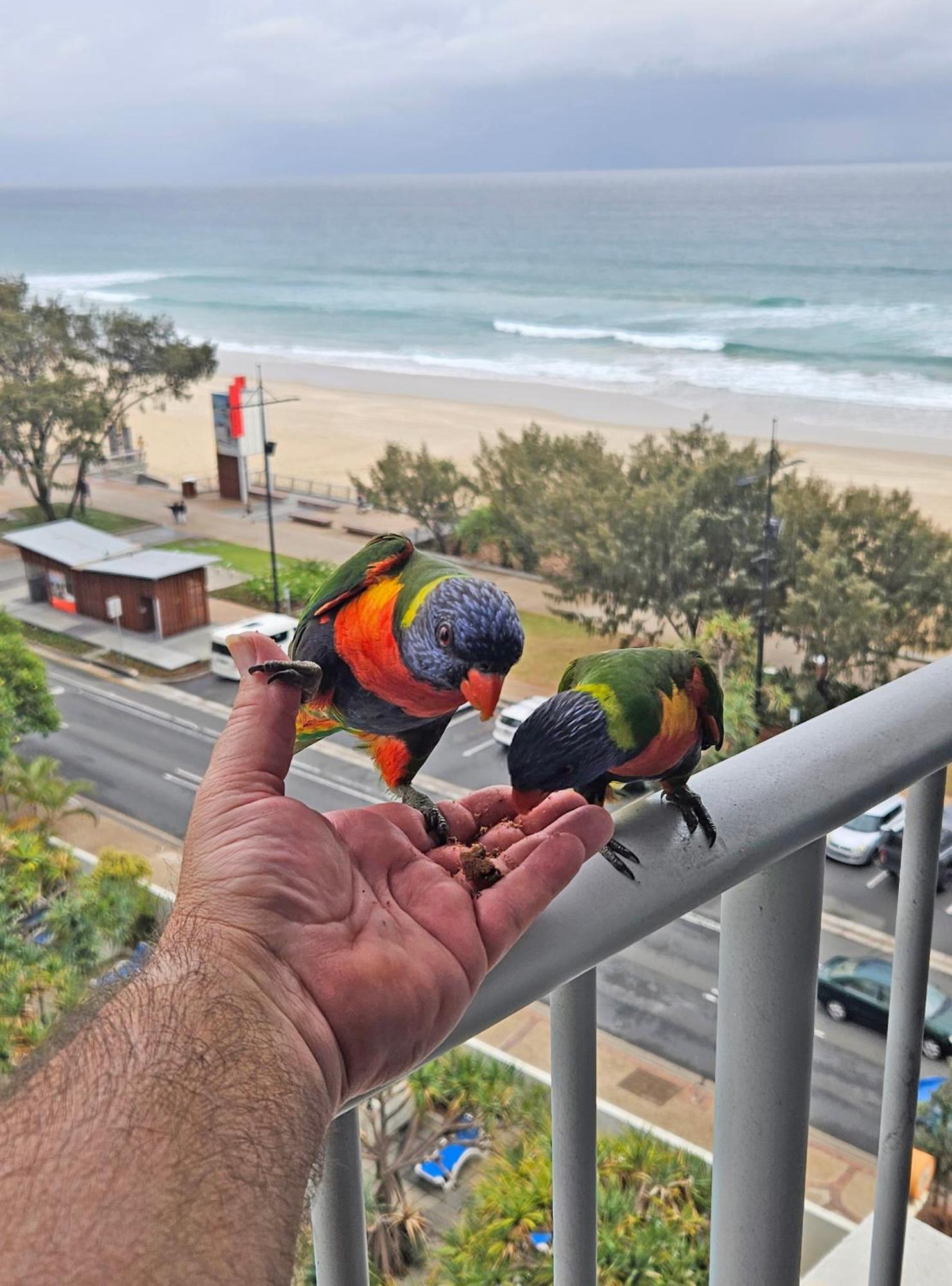 Beachfront Studio Gold Coast Exterior photo